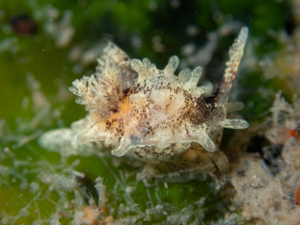 Bermudella angelensis