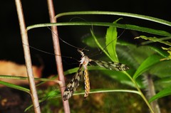 Tipula trivittata