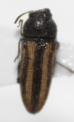 Acmaeodera quadrivittatoides