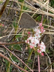 Satyrium sylvinus desertorum