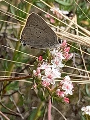 Satyrium sylvinus desertorum