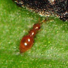 Ceraphronoidea