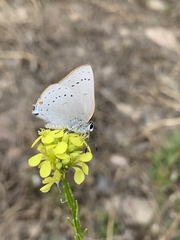 Satyrium sylvinus desertorum