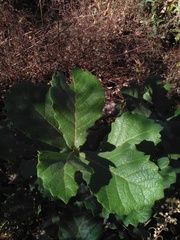 Quercus laeta