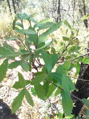 Quercus laeta