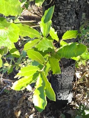 Quercus laeta
