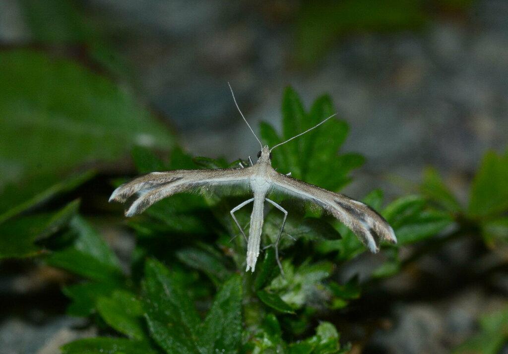 Merrifieldia caspia