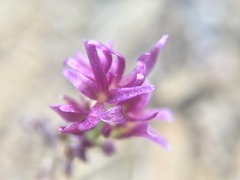 Streptanthus callistus