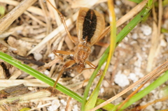 Fitchia aptera