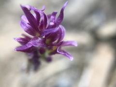 Streptanthus callistus