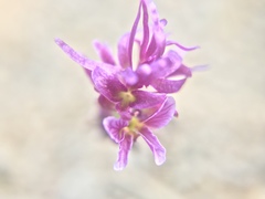 Streptanthus callistus