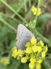 Satyrium sylvinus desertorum