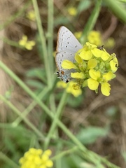 Satyrium sylvinus desertorum
