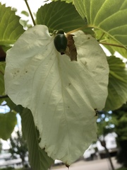 Davidia involucrata