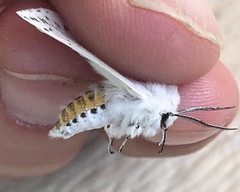 Spilosoma dubia