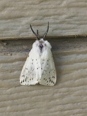 Spilosoma dubia