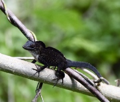 Anolis jubar oriens