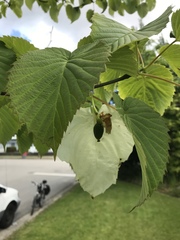 Davidia involucrata