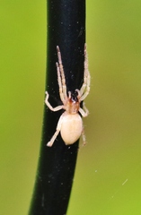 Clubiona kastoni