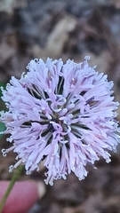 Marshallia trinervia