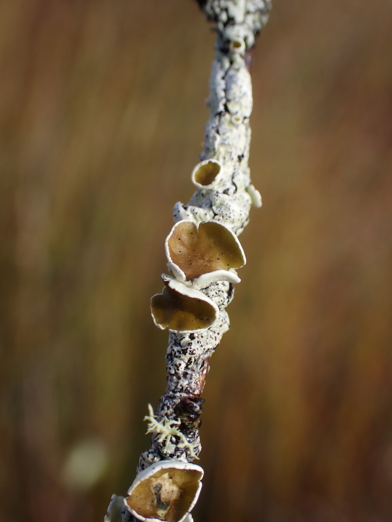 Austroparmelina subtiliacea