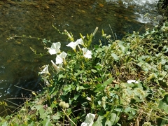 Calystegia occidentalis occidentalis