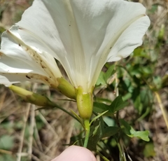 Calystegia occidentalis occidentalis