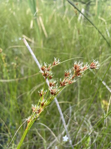 Smooth sawgrass (Cladium mariscoides)