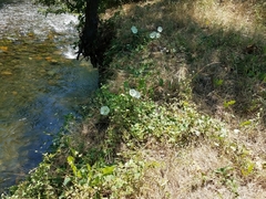 Calystegia occidentalis occidentalis