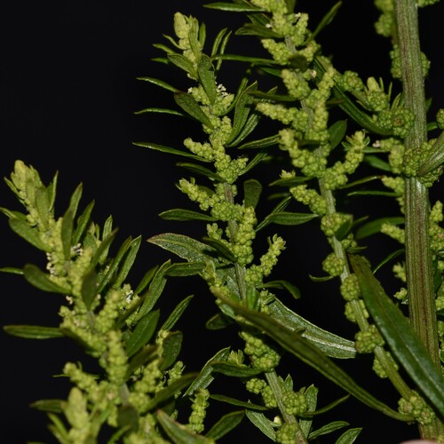 Atriplex observed 2024-07-19