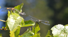 Phanogomphus kurilis