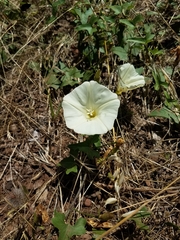 Calystegia occidentalis occidentalis