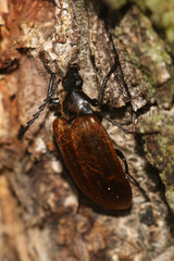 Pseudocistela ceramboides