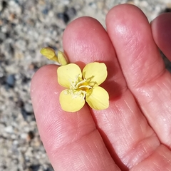 Chylismia claviformis lancifolia