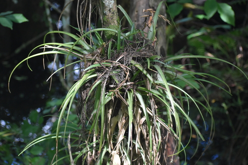 Image of Tillandsia variabilis by (c) Ryan Watson, some rights reserved (CC BY)