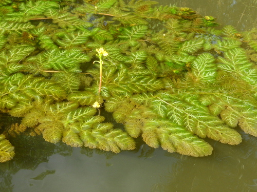 Leafy Bladderwort