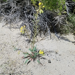 Chylismia claviformis lancifolia