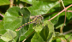 Ophiogomphus occidentis