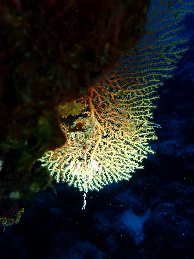 Giant Sea Fan