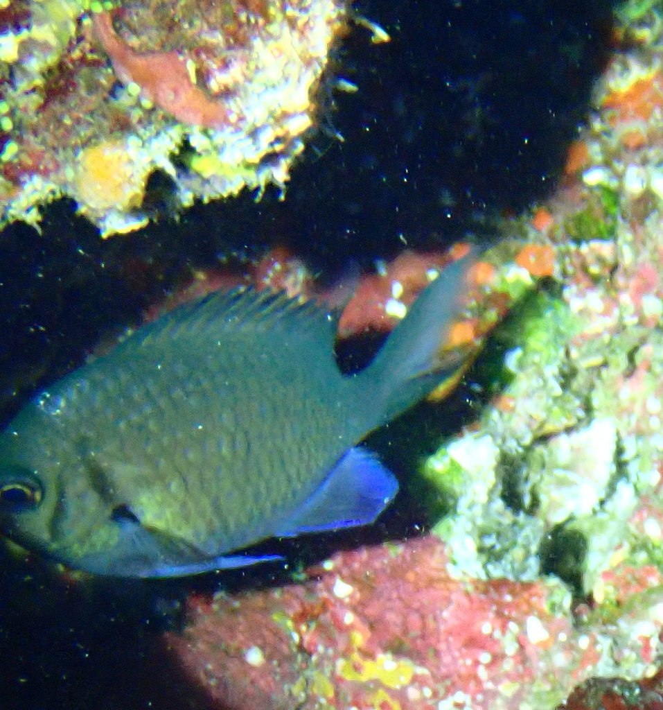 Alpha Chromis