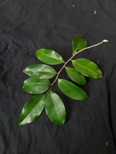 Hard-fruit alphonsea (Alphonsea lutea)