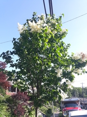 Syringa reticulata