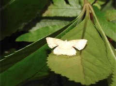 Corymica