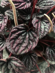 Peperomia caperata