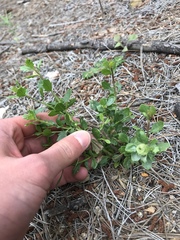 Baccharis pilularis consanguinea