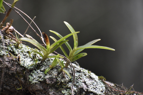 Image of Epidendrum rigidum by (c) Ryan Watson, some rights reserved (CC BY)