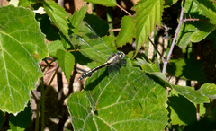 Phanogomphus kurilis