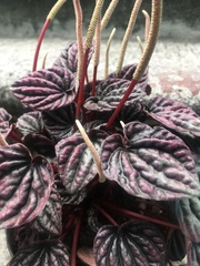 Peperomia caperata