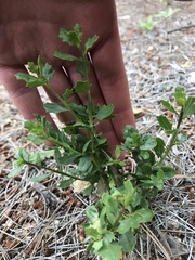 Baccharis pilularis consanguinea