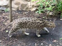 Prionailurus viverrinus